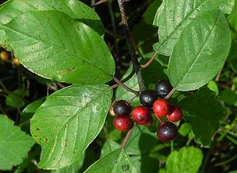 Las plantas laxantes son un inmejorable apoyo para luchar contra el estreñimiento
